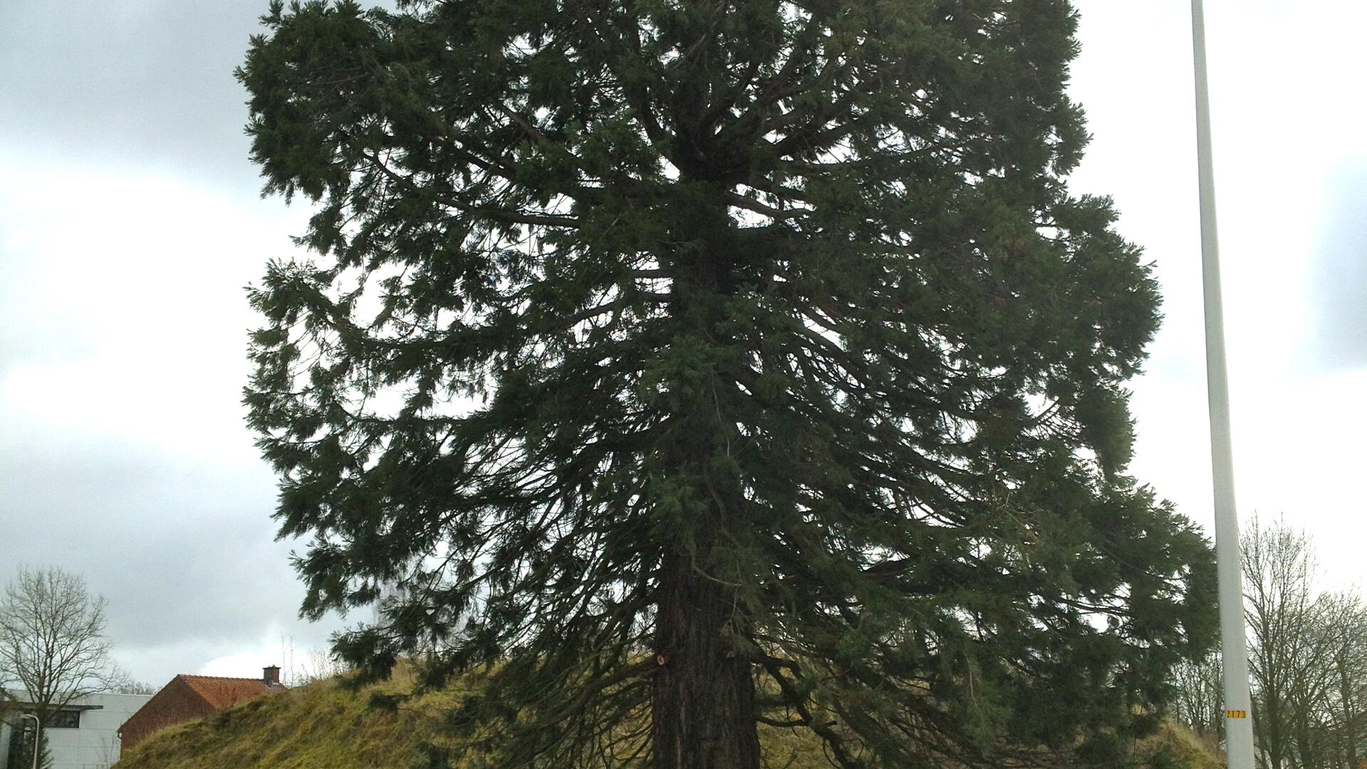 Sequoia-3.jpg