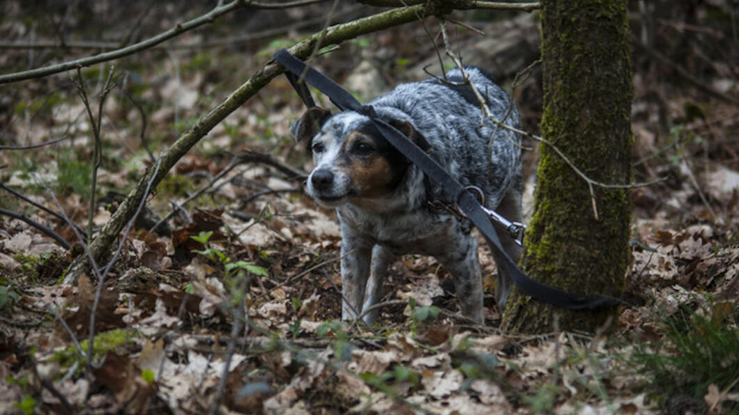 Hond Droopy was achtergelaten op het Hulsbeek Droopy.jpg