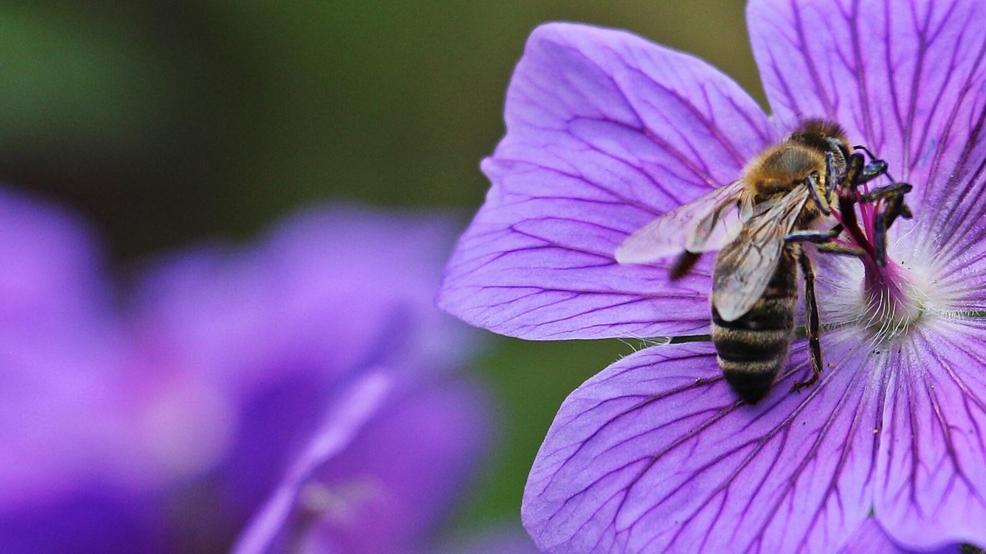 Biodiversiteit